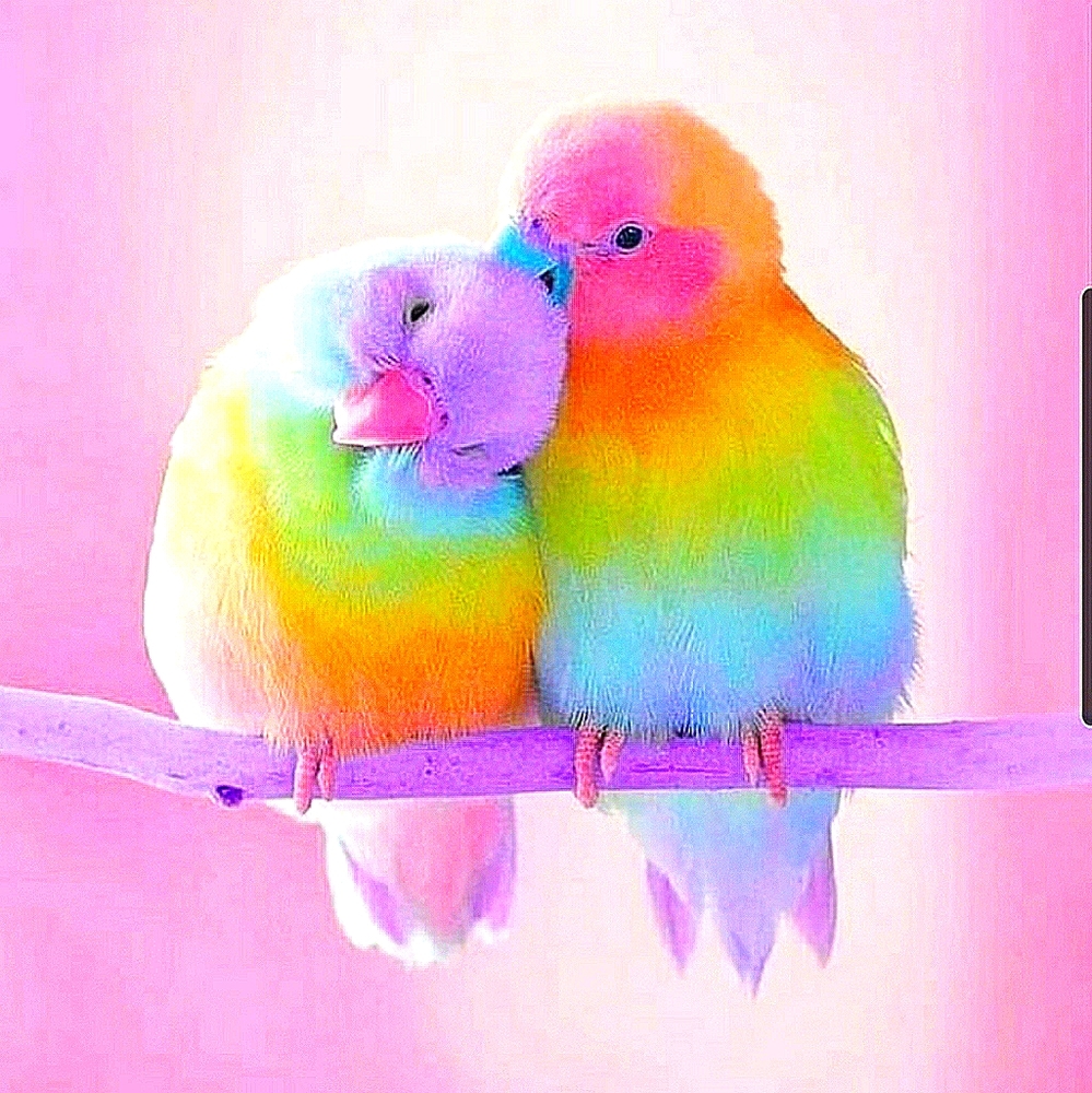 Meet your Posher, Holly